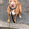 dog, brown_dog, leash, pavement, curb, outdoor, pet, animal, ears, sitting, alert, white_markings, canine, sidewalk, road, street, fur, collar, waiting, domestic_animal