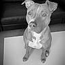 dog, pet, indoor, table, black_and_white, leather_couch, animal, canine, portrait, sitting, fur, ears, eyes, looking_up, home, floor, furniture, domestic, companion, cute