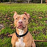 dog, grass, collar, outdoor, tree, leafless_tree, house, sky, blue_sky, pet, animal, nature, sitting, brown_dog, white_chest, fall_leaves, daylight, canine, park, alert
