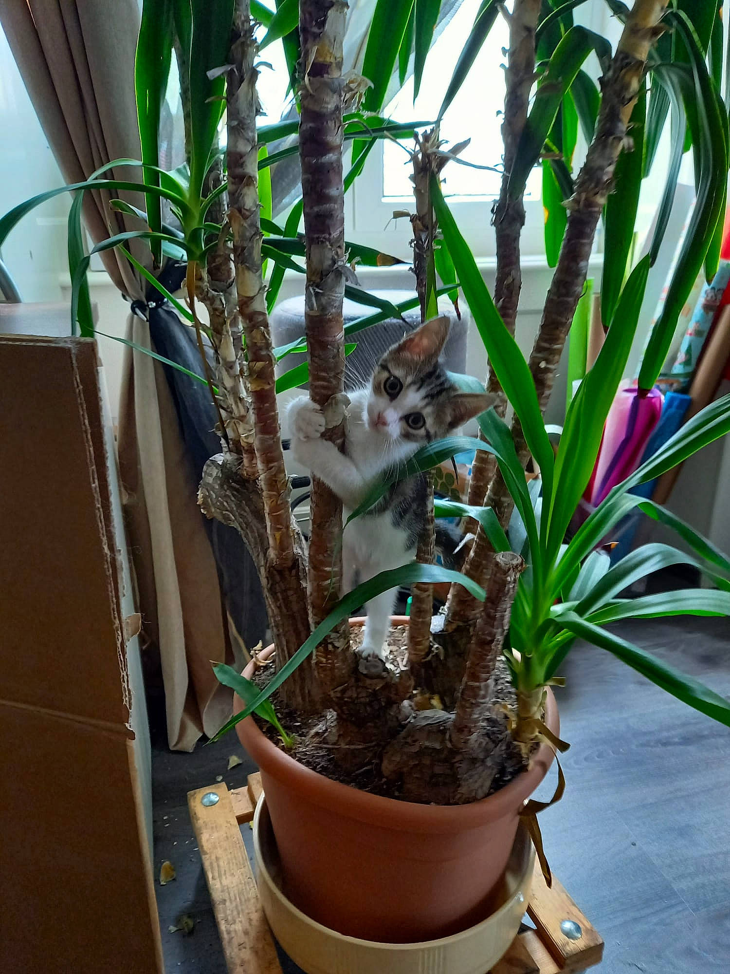 Lexa participe au concours pour gagner de l'argent avec cette photo : annual_plant, arecales, botany, cat, fawn, felidae, flowering_plant, flowerpot, grass, herb, houseplant, plant, plant_stem, small_to_medium_sized_cats, terrestrial_plant, tree, trunk, twig, vascular_plant, wood