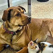 Luna And Ginger joined the competition — help win amazing prizes! dog, cat, calico_cat, brown_dog, carpet, indoor, pet, animal, collar, furniture_leg, wastebasket, curious, lying_down, companion, looking_away, fur, ears, whiskers, side_view, domestic_animals