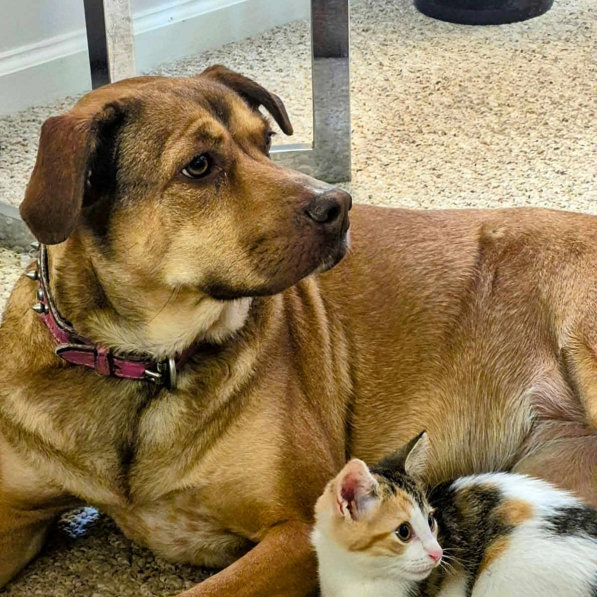 Luna And Ginger joined the competition — help win amazing prizes! animal, brown_dog, calico_cat, carpet, cat, collar, companion, curious, dog, domestic_animals, ears, fur, furniture_leg, indoor, looking_away, lying_down, pet, side_view, wastebasket, whiskers