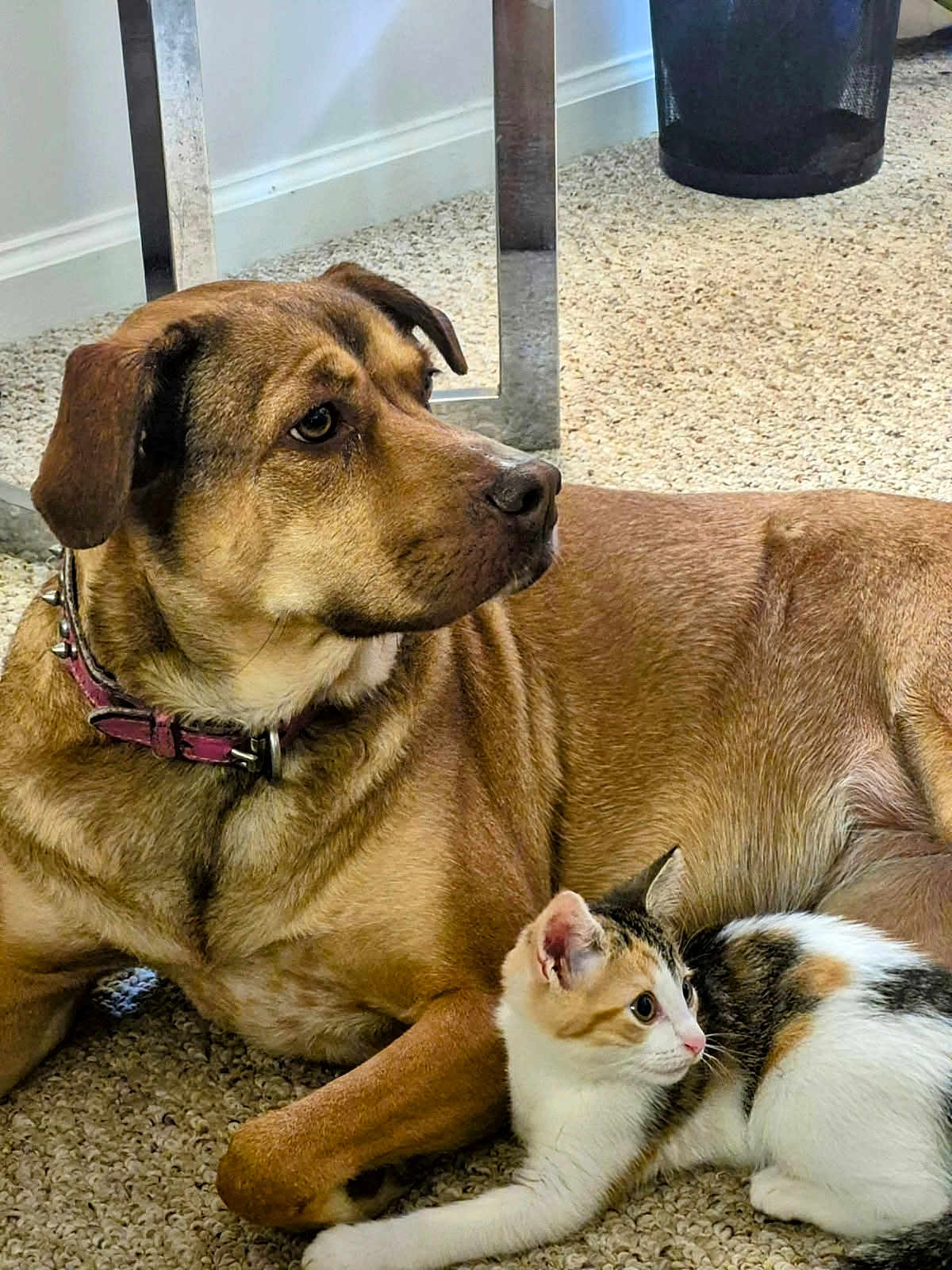 Luna And Ginger joined the competition — help win amazing prizes! dog, cat, calico_cat, brown_dog, carpet, indoor, pet, animal, collar, furniture_leg, wastebasket, curious, lying_down, companion, looking_away, fur, ears, whiskers, side_view, domestic_animals