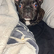 Major joined the competition — help win amazing prizes! animal, black_fur, blanket, brown_eyes, comfort, cozy, cute, dog, ears, face, french_bulldog, fur, indoors, looking, pet, puppy, resting, snout, soft, white_patch