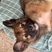 Abyss a rejoint le concours — aidez-le/la à gagner de superbes lots ! puppy, dog, brown_fur, fluffy, blanket, green, checkered, cute, pet, animal, canine, lying_down, ear, fur, face, outdoor, looking, young, adorable, nose