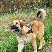 Abyss a rejoint le concours — aidez-le/la à gagner de superbes lots ! animal, autumn, canine, dog, fall, forest, fur, grass, happy, harness, leaves, mammal, nature, outdoor, path, pet, season, tail, trees, walking