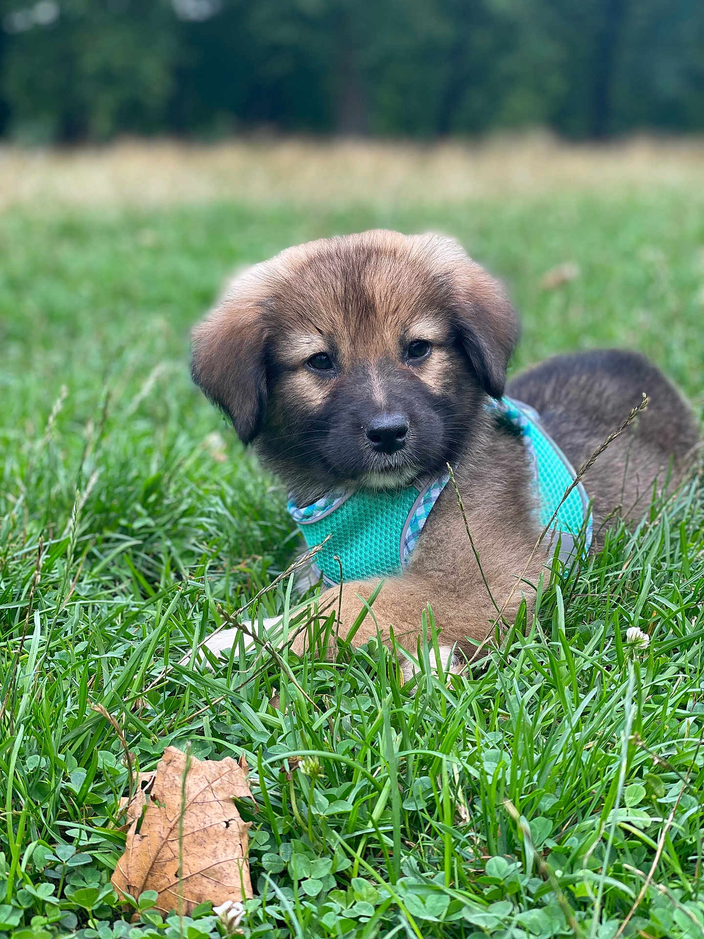 Abyss participe au concours pour gagner de l'argent avec cette photo : puppy, dog, grass, outdoor, nature, young, pet, animal, cute, fur, canine, lying_down, harness, greenery, field, calm, closeup, summer, playful, adorable