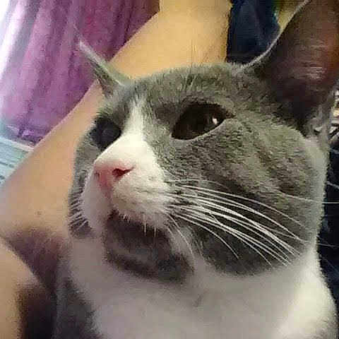 Oliver joined the competition — help win amazing prizes! aegean_cat, cat, cat_like_mammal, domestic_short_haired_cat, eye, fauna, fur, small_to_medium_sized_cats, snout, whiskers