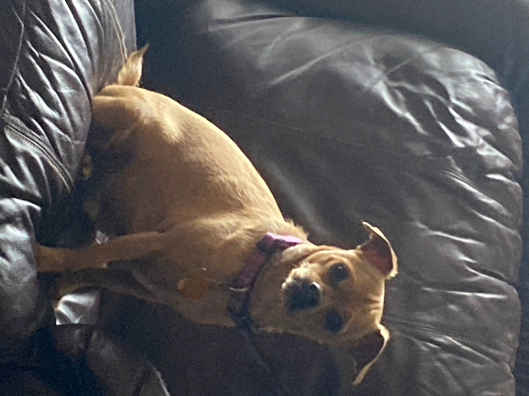 Toby is registered to the contest to win money with this photo: bean_bag, canidae, carnivore, comfort, companion_dog, dog, dog_breed, fawn, guard_dog, molosser, non_sporting_group, snout, sporting_group, terrestrial_animal, toy_dog, whiskers, working_animal, wrinkle