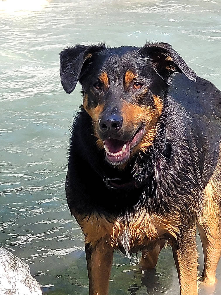 Leffy a rejoint le concours — aidez-le/la à gagner de superbes lots ! canidae, carlin_pinscher, carnivore, companion_dog, dog, dog_breed, fluid, guard_dog, hunting_dog, liquid, rottweiler, snout, sporting_group, terrestrial_animal, water, working_animal, working_dog