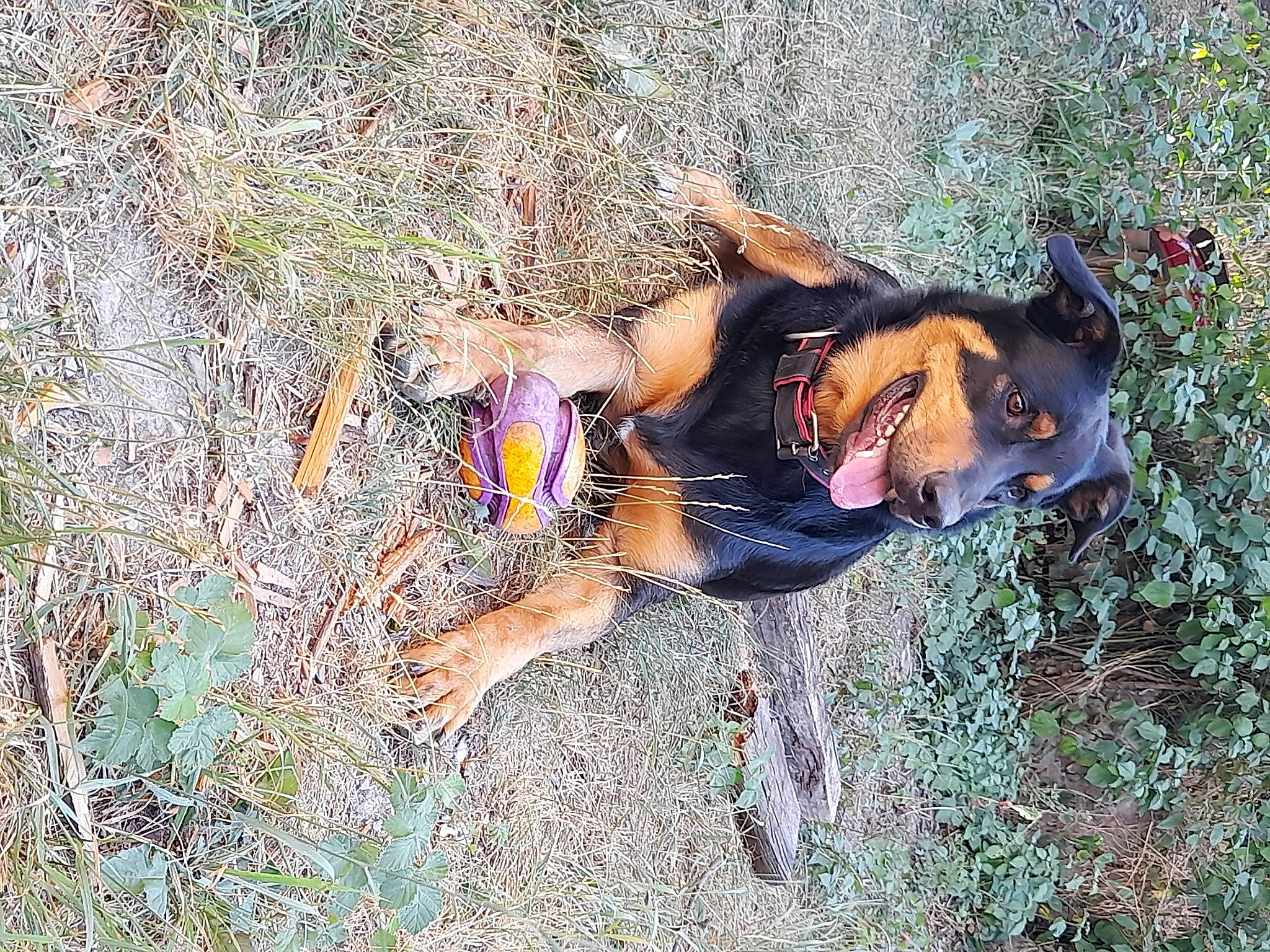 Leffy a rejoint le concours — aidez-le/la à gagner de superbes lots ! adventure, carnivore, dress, fawn, forest, fun, grass, grass_family, happy, landscape, leisure, organism, people_in_nature, plant, recreation, soil, sporting_group, sunglasses, tree, wood