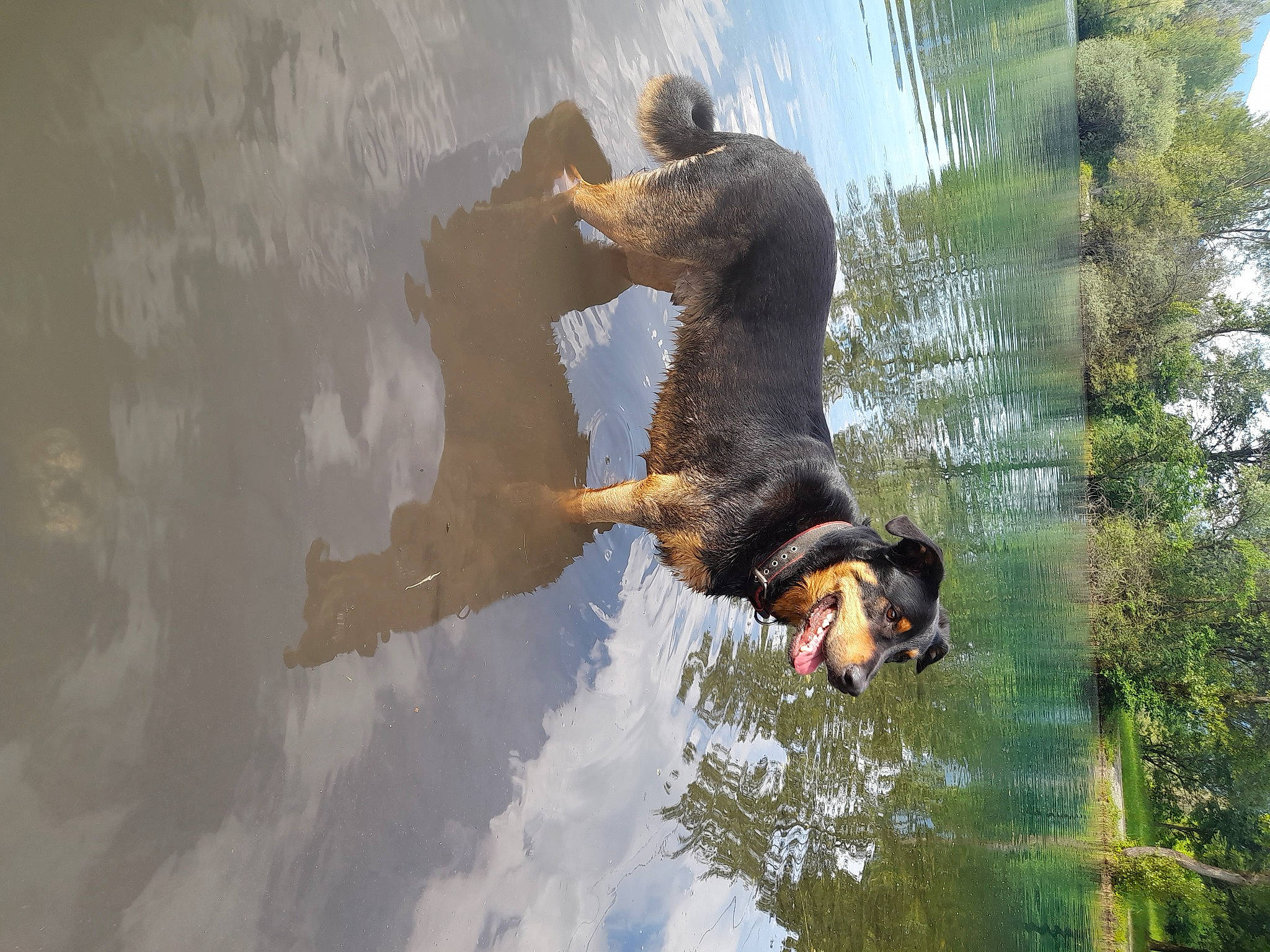 Leffy participe au concours pour gagner de l'argent avec cette photo : adventure, canidae, carnivore, dog_breed, dress, extreme_sport, fun, grass, happy, lake, leisure, people_in_nature, plant, recreation, reflection, sporting_group, tail, tree, water, working_animal
