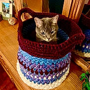 Rugby is registered to the contest to win money with this photo: animal, cat, cozy, crocheted_basket, curious, cute, feline, framed_photo, furniture, gray_cat, handmade, home_decor, indoor, knitted, mirror, pet, reflection, tabletop, wooden_dresser, yarn