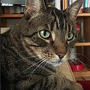 Leo joined the competition — help win amazing prizes! cat, tabby_cat, green_eyes, whiskers, indoor, bookshelf, television, poster, furniture, paw, closeup, pet, animal, resting, brown_tabby, striped_fur, living_room, domestic_cat, focus, portrait