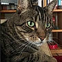 cat, tabby_cat, green_eyes, whiskers, indoor, bookshelf, television, poster, furniture, paw, closeup, pet, animal, resting, brown_tabby, striped_fur, living_room, domestic_cat, focus, portrait