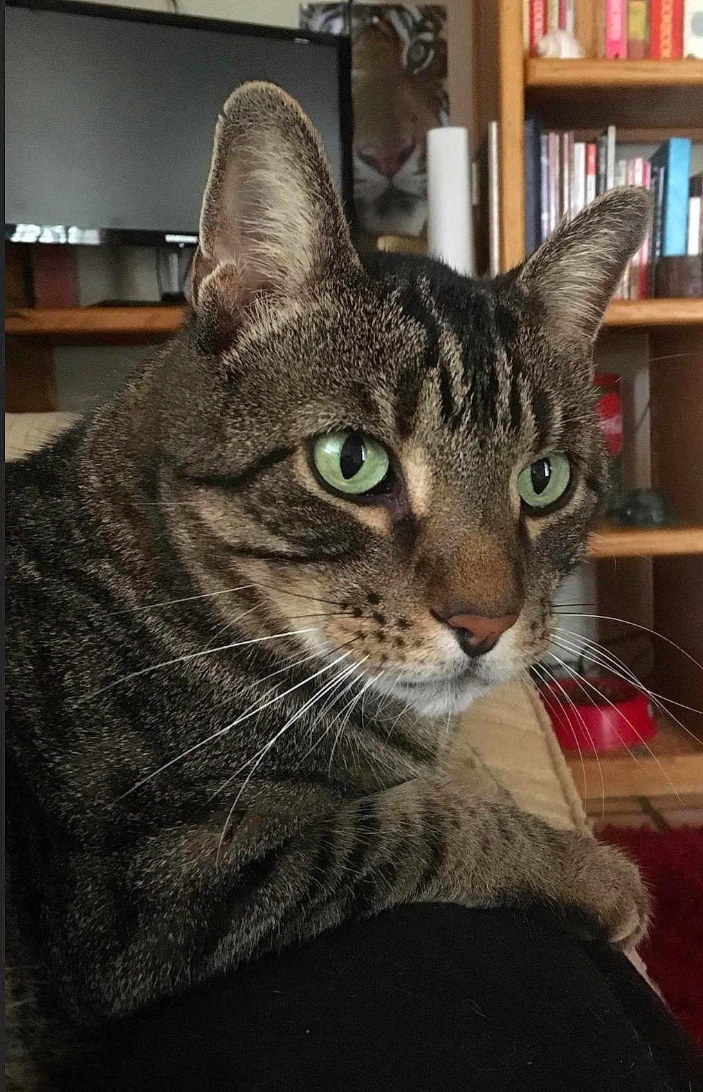 Leo joined the competition — help win amazing prizes! cat, tabby_cat, green_eyes, whiskers, indoor, bookshelf, television, poster, furniture, paw, closeup, pet, animal, resting, brown_tabby, striped_fur, living_room, domestic_cat, focus, portrait