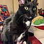 Gracie joined the competition — help win amazing prizes! cat, black_cat, green_eyes, whiskers, indoor, home, cushion, quilt, furniture, pet, animal, closeup, sitting, cozy, domestic, feline, mammal, cute, fur, portrait