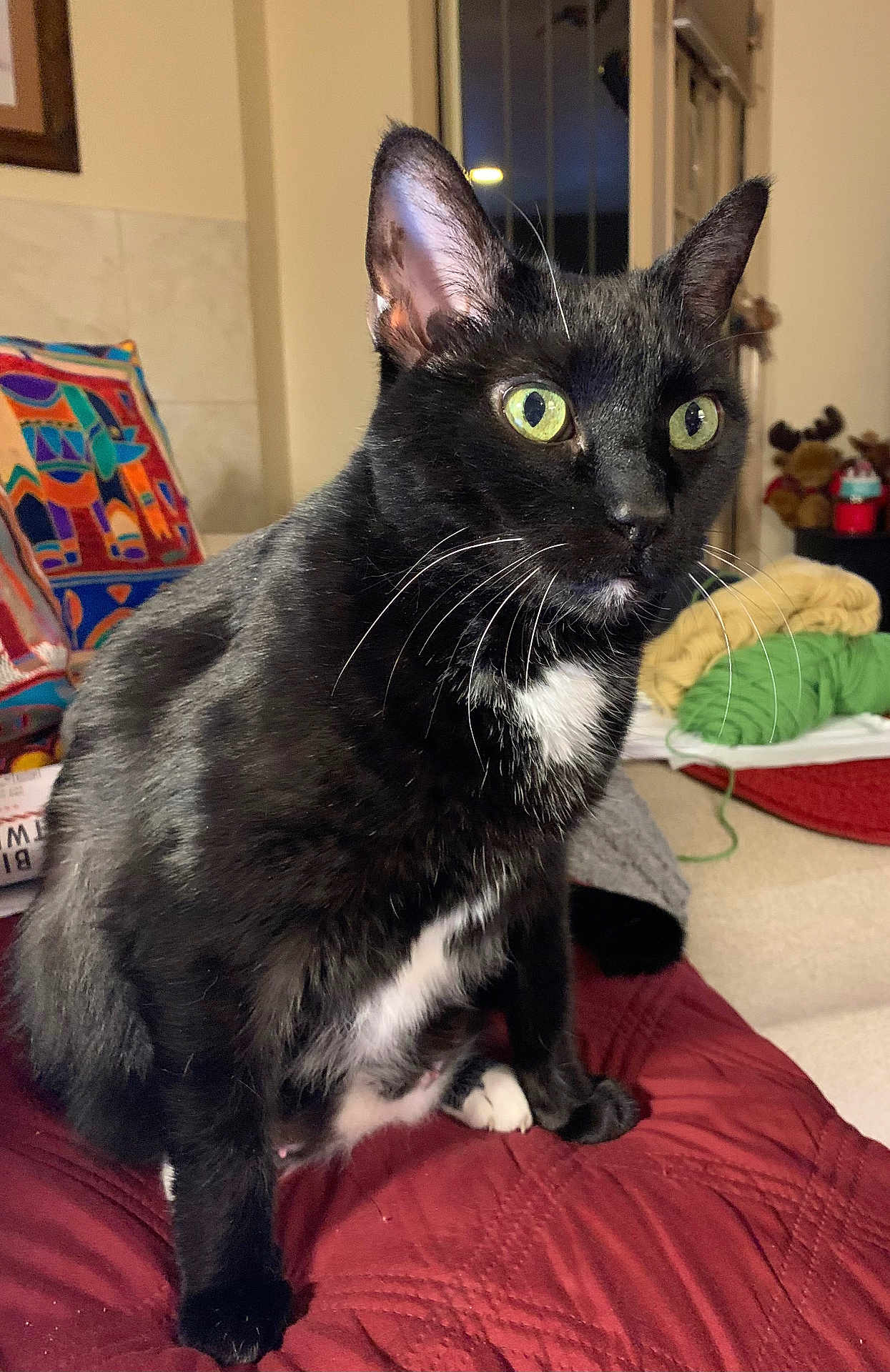 Gracie