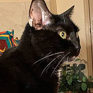 Gracie joined the competition — help win amazing prizes! cat, black_cat, whiskers, yellow_eyes, indoor, plant, pillow, furniture, pet, animal, closeup, profile, fur, domestic_cat, houseplant, cozy, side_view, alert, mammal, home