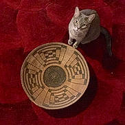 Ruggs joined the competition — help win amazing prizes! animal, cat, close_up, cozy, curious, decor, domestic, feline, floor, gray_cat, home, indoor, looking_up, patterned_basket, pet, quiet, red_carpet, sitting, texture, woven_basket