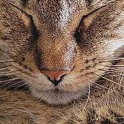Brady is registered to the contest to win money with this photo: cat, tabby_cat, close_up, sleeping, paw, fur, whiskers, nose, animal, pet, domestic_animal, mammal, face, cute, relaxing, portrait, feline, screen, smartphone, app_icons
