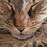 cat, tabby_cat, close_up, sleeping, paw, fur, whiskers, nose, animal, pet, domestic_animal, mammal, face, cute, relaxing, portrait, feline, screen, smartphone, app_icons