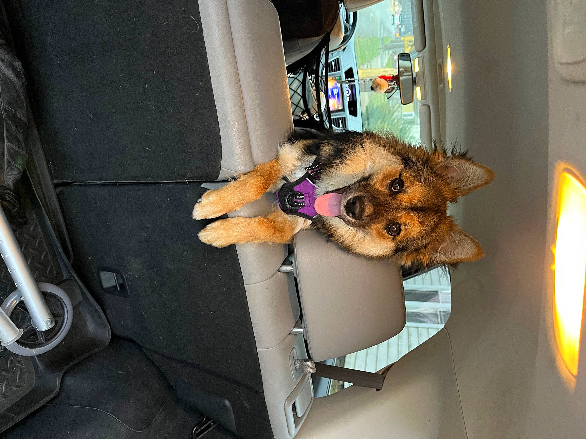 Lacey joined the competition — help win amazing prizes! canidae, carnivore, companion_dog, dog, dog_breed, dog_supply, fawn, felidae, fur, snout, sporting_group, vehicle, vehicle_door, whiskers