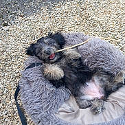Belem participe au concours pour gagner de l'argent avec cette photo : dog, puppy, pet, animal, black_and_white_fur, fluffy, happy, playful, lying_down, upside_down, stick, chewing, dog_bed, gray_bed, outdoor, gravel, pebbles, garden, leash, portrait