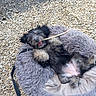 dog, puppy, pet, animal, black_and_white_fur, fluffy, happy, playful, lying_down, upside_down, stick, chewing, dog_bed, gray_bed, outdoor, gravel, pebbles, garden, leash, portrait