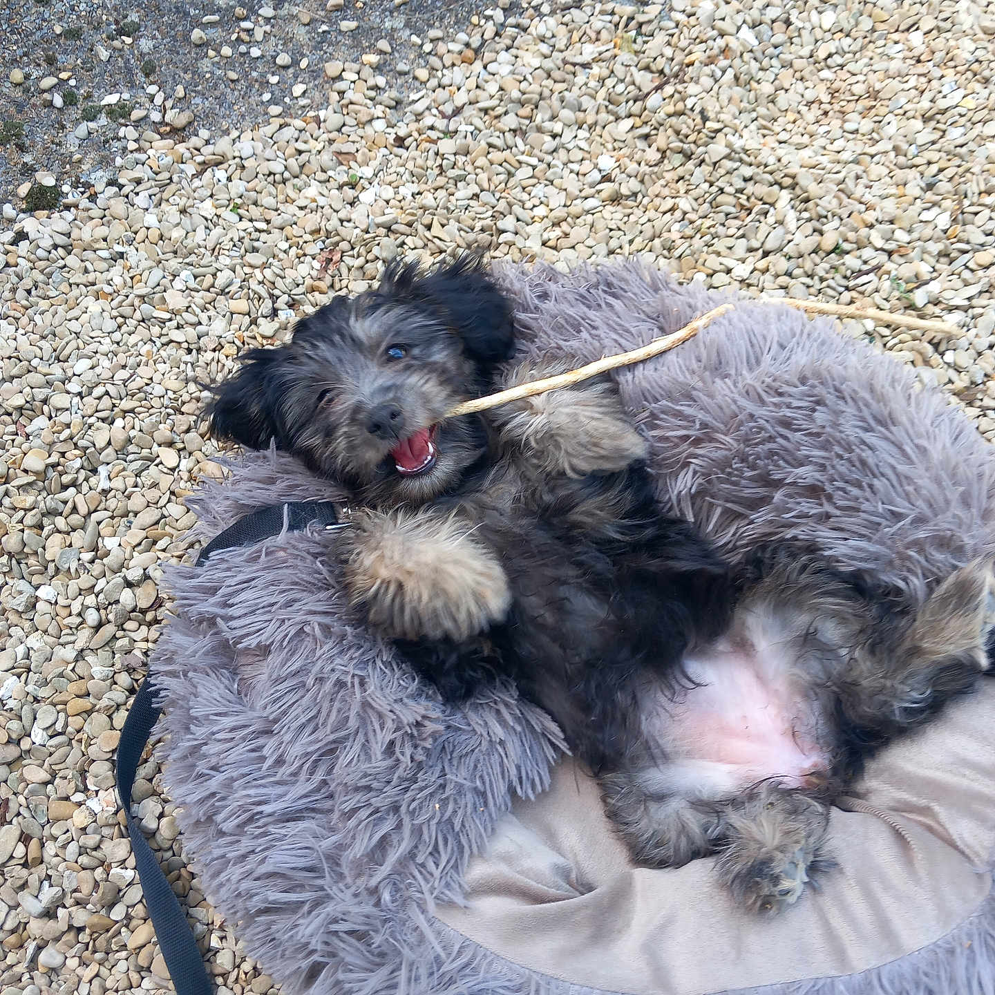 Belem participe au concours pour gagner de l'argent avec cette photo : dog, puppy, pet, animal, black_and_white_fur, fluffy, happy, playful, lying_down, upside_down, stick, chewing, dog_bed, gray_bed, outdoor, gravel, pebbles, garden, leash, portrait