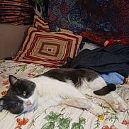 Morty joined the competition — help win amazing prizes! animal, bed, cat, comfortable, cozy, cute, domestic, feline, floral, fur, gray, indoor, pet, pillow, quilt, relaxed, resting, sleepy, tapestry, white