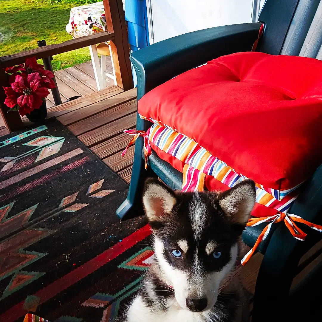 Nairobi is registered to the contest to win money with this photo: black, carnivore, chair, comfort, companion_dog, dog, dog_breed, felidae, flooring, fur, green, hardwood, linens, outdoor_furniture, pillow, plant, small_to_medium_sized_cats, snout, whiskers, white