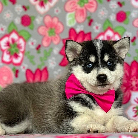 Nairobi is registered to the contest to win money with this photo: ancient_dog_breeds, art, canidae, carnivore, companion_dog, dog, dog_breed, dog_supply, fur, non_sporting_group, pattern, petal, pink, plant, snout, sporting_group, tail, terrestrial_animal, working_animal, working_dog