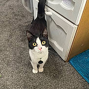 Tix joined the competition — help win amazing prizes! abyssinian, animal, cabinet, cat, chair, chestofdrawers, closet, cupboard, drawer, filingcabinet, furniture, hardwood, indoors, kitten, manx, pet, shelf, sideboard, table, wood