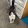 abyssinian, animal, cabinet, cat, chair, chestofdrawers, closet, cupboard, drawer, filingcabinet, furniture, hardwood, indoors, kitten, manx, pet, shelf, sideboard, table, wood