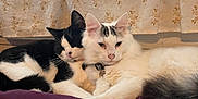 Tix is registered to the contest to win money with this photo: angora, animal, architecture, bed, bedroom, blanket, building, cat, couch, cushion, furniture, homedecor, indoors, kitten, manx, person, pet, room, siamese, sleeping