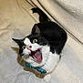 Tix is registered to the contest to win money with this photo: accessories, animal, blanket, bodypart, cat, collar, face, head, jewelry, kitten, manx, mouth, person, pet, photography, portrait, sleeping, strap, teeth, tongue