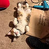 Margaret is registered to the contest to win money with this photo: cat, calico_cat, carpet, hairdryer, paper_bag, shoe, footwear, red_clothing, black_shoe, pet, relaxed, indoor, fluffy, feline, belly_up, domestic_animal, collar, resting, clutter, floor