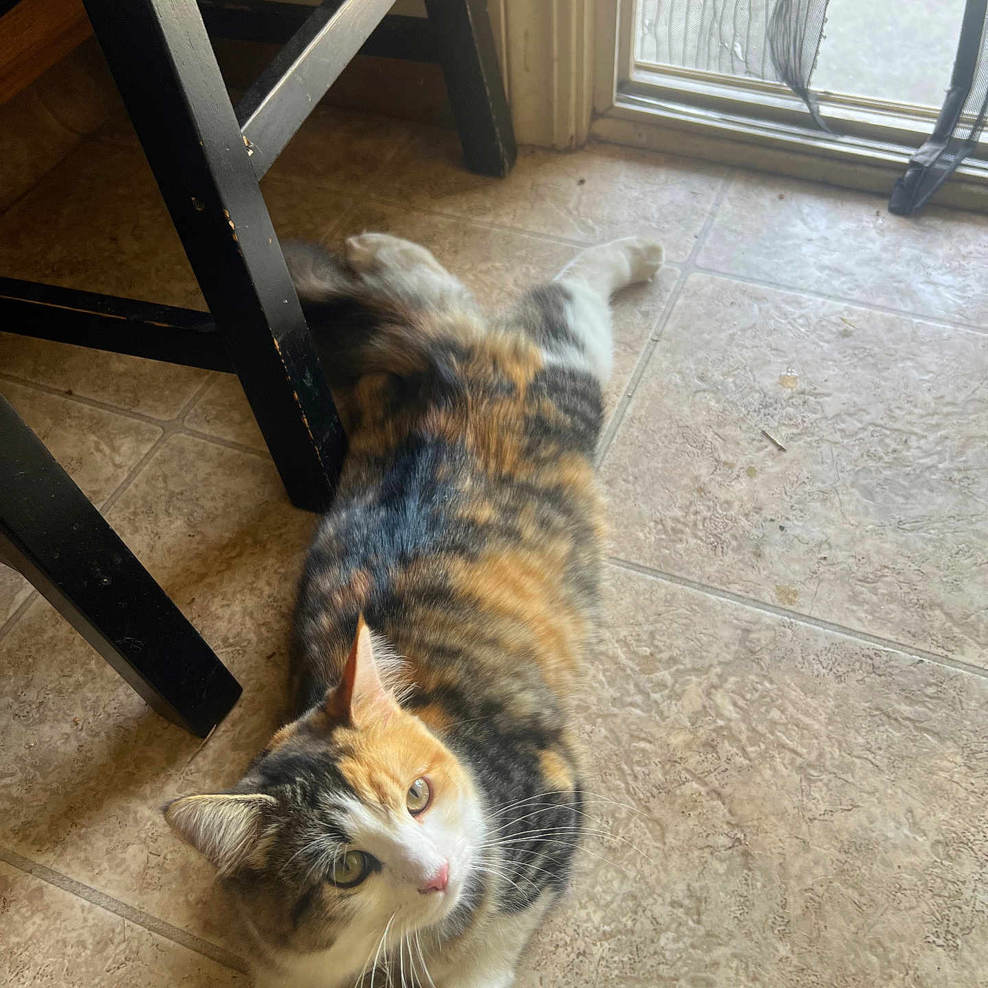 Margaret joined the competition — help win amazing prizes! cat, calico, indoor, floor, tile, chair, wood, screen_door, light, relaxed, pet, animal, fur, whiskers, curious, laying_down, domestic_cat, home, window, scratched