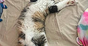 Margaret joined the competition — help win amazing prizes! cat, calico, bed, stretching, paw, fur, fluffy, indoor, plush_toy, colorful, tie_dye, pillow, beige, relaxing, sleepy, cute, pet, animal, cozy, resting