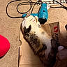 Margaret joined the competition — help win amazing prizes! cat, fluffy, sleeping, paper_bag, carpet, hairdryer, cord, food_bowl, kibble, polka_dot_mat, household, pet, cute, relaxed, paw, indoor, feline, tabby, white, brown