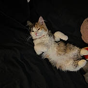 Margaret is registered to the contest to win money with this photo: kitten, cat, calico, fluffy, pet, animal, relaxed, lying_down, cozy, blanket, plush_toy, fur, cute, indoor, sleepy, paws, whiskers, tail, black_background, soft