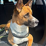 Hazel is registered to the contest to win money with this photo: dog, canine, pet, animal, car_interior, sunlight, fur, ears, leash, resting, side_view, muzzle, white_fur, brown_fur, black_fur, seat, vehicle, domestic_animal, companion, alert