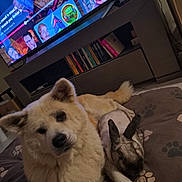 Meiji a rejoint le concours — aidez-le/la à gagner de superbes lots ! animal, blanket, bookshelf, companions, cozy, cute, dog, floor, fur, furniture, home, indoor, living_room, mammal, paw_print, pet, rabbit, relaxing, resting, television