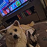 animal, blanket, bookshelf, companions, cozy, cute, dog, floor, fur, furniture, home, indoor, living_room, mammal, paw_print, pet, rabbit, relaxing, resting, television
