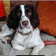 Unyx participe au concours pour gagner de l'argent avec cette photo : animal, black_and_white, canine, closeup, collar, comfort, couch, dog, domestic, face, fur, indoor, laying, looking, mammal, nose, pet, pillow, relaxed, resting