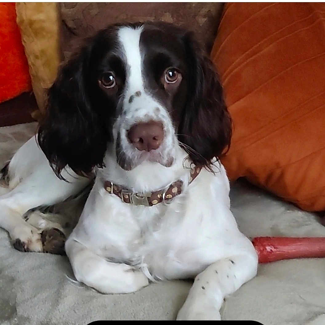 Unyx participe au concours pour gagner de l'argent avec cette photo : animal, black_and_white, canine, closeup, collar, comfort, couch, dog, domestic, face, fur, indoor, laying, looking, mammal, nose, pet, pillow, relaxed, resting