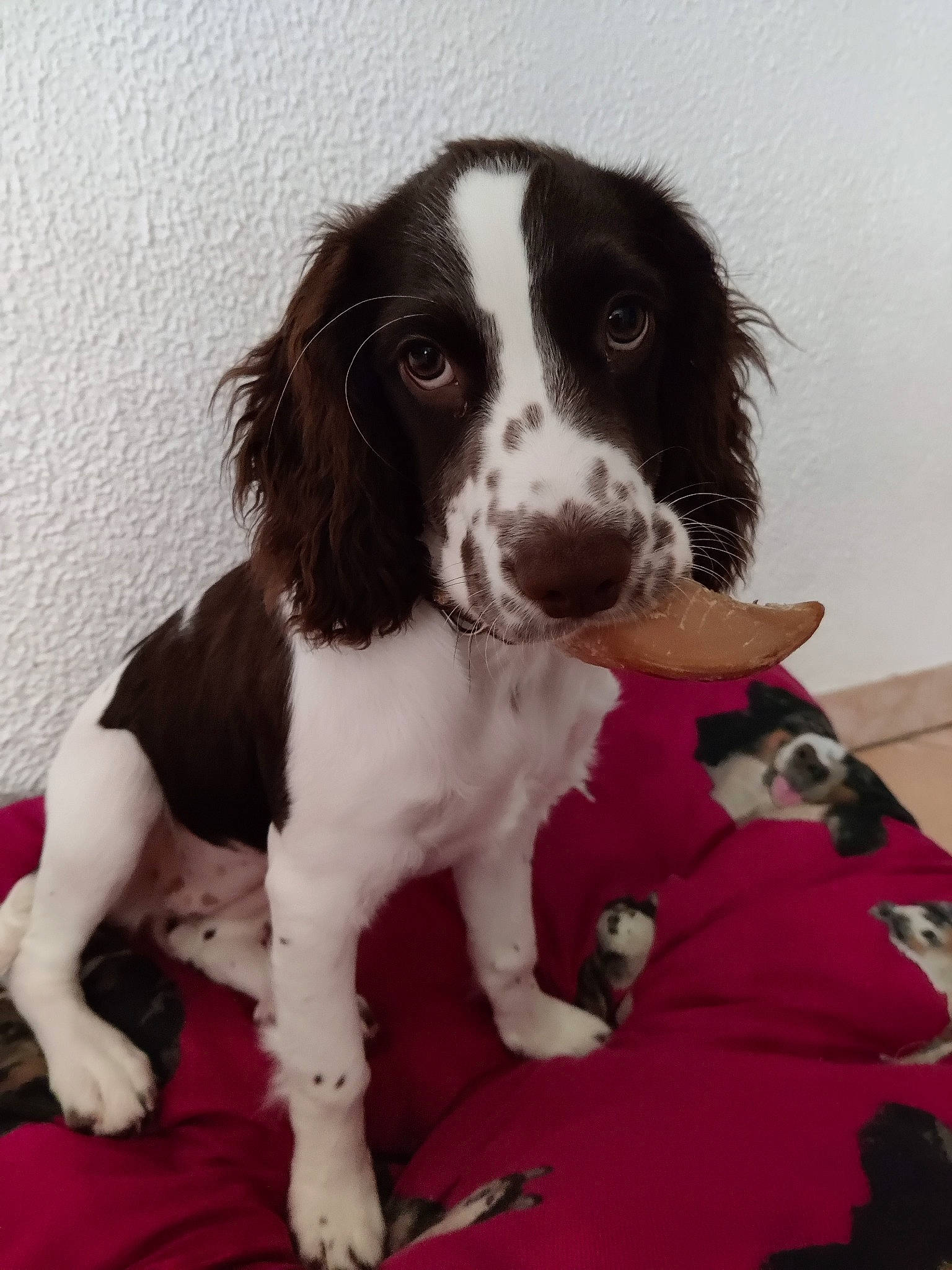 Nyx a rejoint le concours — aidez-le/la à gagner de superbes lots ! bored, carnivore, companion_dog, dog, dog_breed, door, fur, gun_dog, liver, snout, sporting_group, working_animal, working_dog