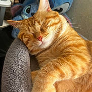 Tigrou a rejoint le concours — aidez-le/la à gagner de superbes lots ! animal, cat, closeup, cozy, cute, domestic_cat, feline, fur, indoor, napping, orange_tabby, paw, pet_bed, plush_toy, relaxation, resting, sleeping, soft_texture, stitch, whiskers