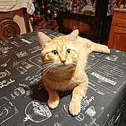 Tigrou a rejoint le concours — aidez-le/la à gagner de superbes lots ! cat, christmas_tree, coffee_theme, cozy, curious, decorations, front_paws, furniture, home, indoor, knickknacks, orange_tabby, ornaments, pet, relaxed, table, tablecloth, text, whiskers, wooden_chair
